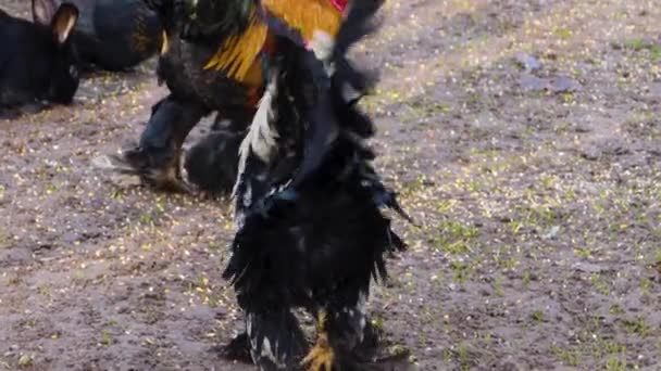 Sonbaharın Güneşli Bir Gününde Kanat Çırpan Horoz Tavuğunu Kapat — Stok video