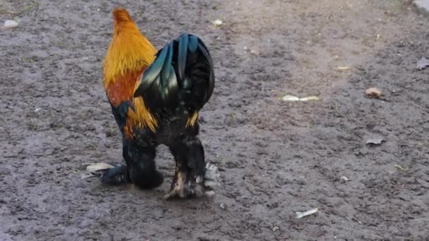 Close Galinha Galo Dia Ensolarado Outono — Vídeo de Stock