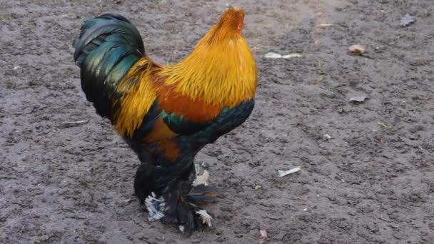 Gros Plan Poulet Coq Par Une Journée Ensoleillée Automne — Video