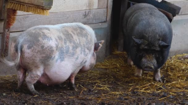 Gros plan des cochons à ventre en pot dans la saleté