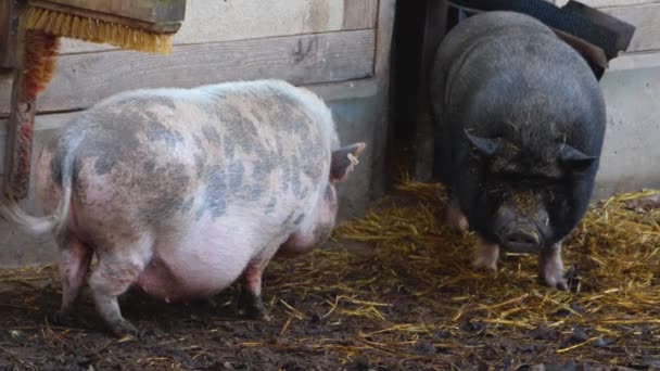 Sluiten Van Wiet Buik Varkens Modder — Stockvideo