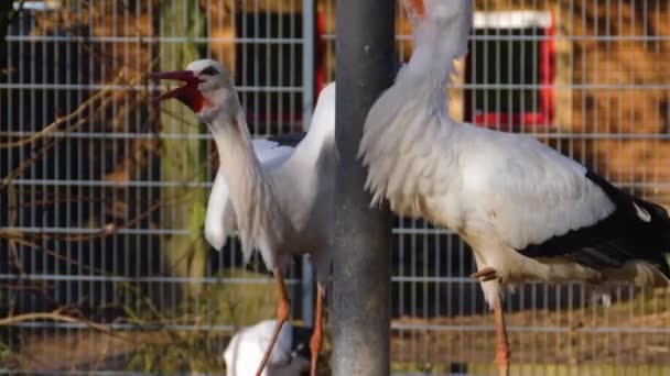 Close Van Twee Witte Ooievaars Hun Nest Herfst — Stockvideo