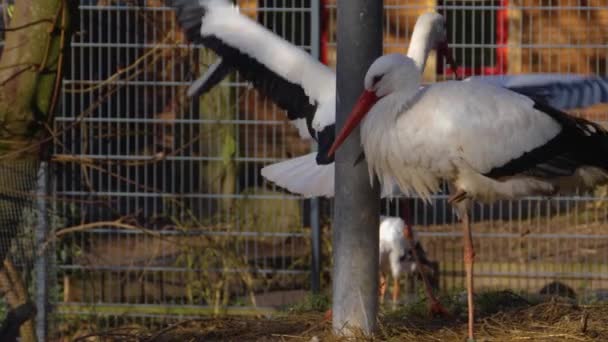 Nahaufnahme Von Zwei Weißstörchen Nest Herbst — Stockvideo