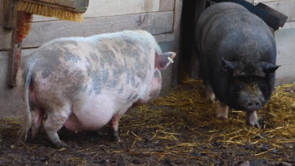 Sluiten Van Wiet Buik Varkens Modder — Stockvideo