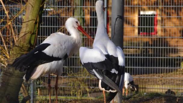 两只白鹤在它们的巢穴中接近 — 图库视频影像