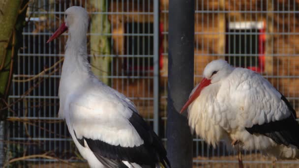 Close Duas Cegonhas Brancas Seu Ninho Outono — Vídeo de Stock