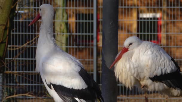 Ősszel Két Fehér Gólya Fészkelte Magát — Stock videók