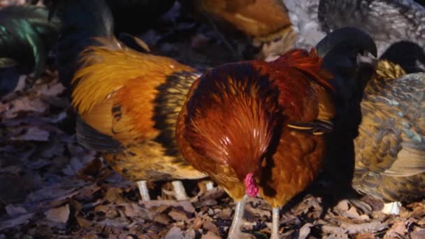 Közelkép Kakas Csirke Egy Napsütéses Napon Ősszel — Stock videók