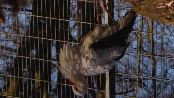 Närbild Vita Stork Reflektioner Damm Solig Dag Hösten — Stockvideo