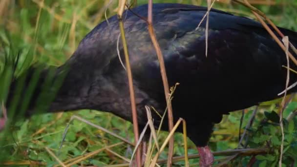 Afsluiting Van Het Noordelijk Ibis Een Zonnige Herfstdag — Stockvideo