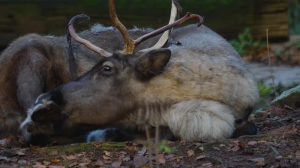 Close Van Rendieren Een Zonnige Dag Herfst — Stockvideo