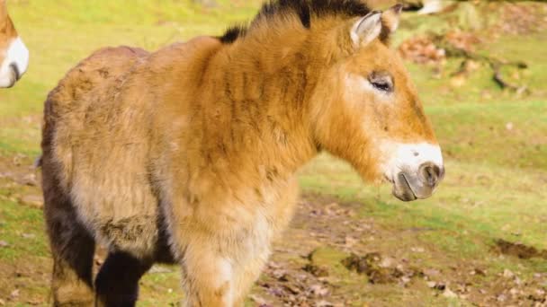 Close Van Przewalski Paard Een Zonnige Dag Herfst — Stockvideo