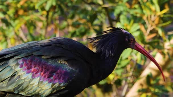 Primer Plano Del Norte Ibis Día Soleado Otoño — Vídeos de Stock