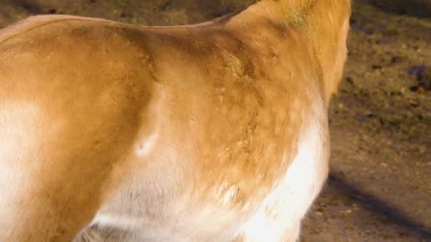 Close Van Przewalski Paard Een Zonnige Dag Herfst — Stockvideo