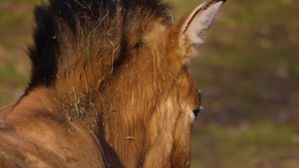 秋の晴れた日にはプシュヴァールスキー馬のクローズアップ — ストック動画