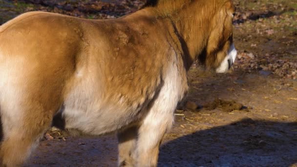 Nahaufnahme Von Przewalskis Pferd Einem Sonnigen Herbsttag — Stockvideo