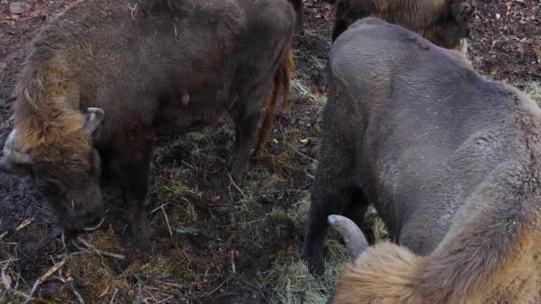 Primer Plano Bisontes Día Soleado Otoño — Vídeos de Stock