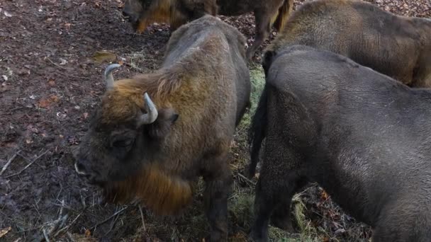 Primer Plano Bisontes Día Soleado Otoño — Vídeo de stock