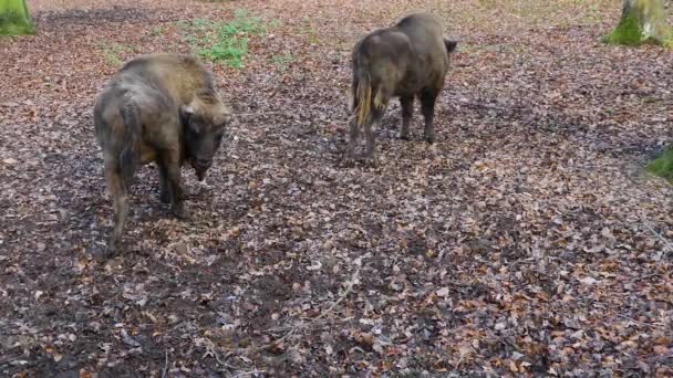 Bison Está Dia Ensolarado Outono — Vídeo de Stock