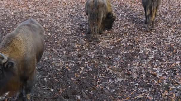 Gros plan des bisons le jour ensoleillé de l'automne
