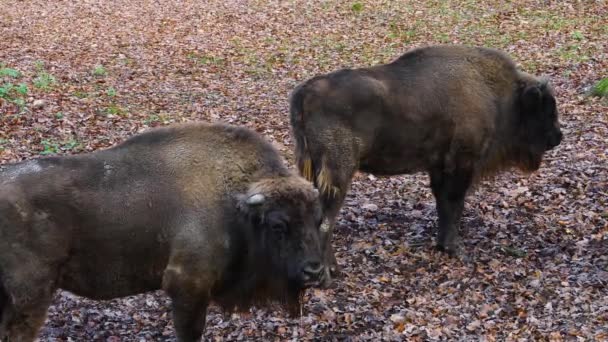 Primo Piano Dei Bisonti Nella Giornata Sole Autunno — Video Stock