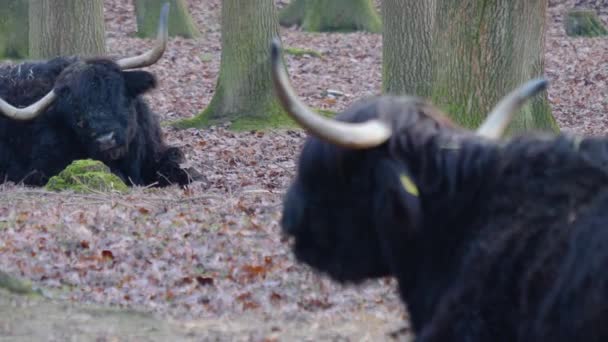 Deux Bovins Irlandais Des Hautes Terres Par Une Journée Ensoleillée — Video