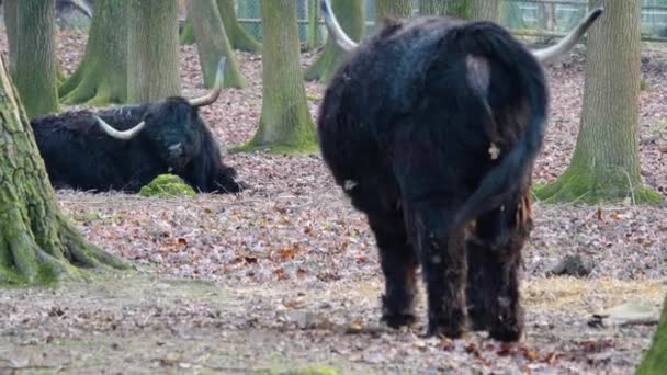 Deux Bovins Irlandais Des Hautes Terres Par Une Journée Ensoleillée — Video