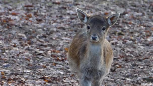 Close Van Jonge Damherten Wandelen Bladeren Zonnige Dag Herfst — Stockvideo