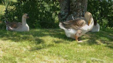 Güneşli bir günde, yazın bir göletin kenarındaki çayırda üç kaz.