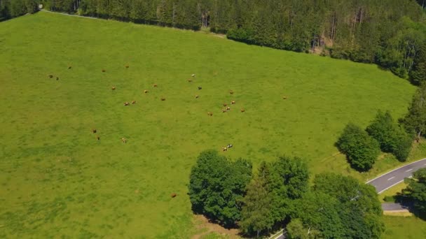 Luchtfoto Van Het Gras Het Zwarte Bos Een Heuvel — Stockvideo