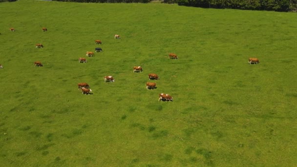 Aerial View Grassing Black Forest Hill — Stock Video