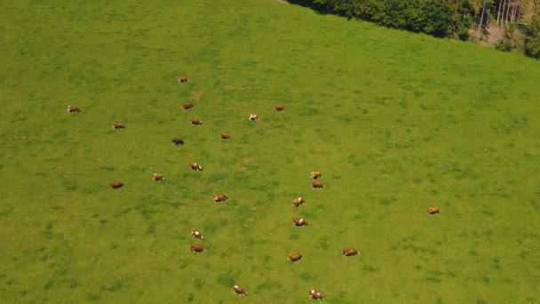 Vista Aérea Vacas Pastando Una Colina Bosque Negro Día Soleado — Vídeos de Stock