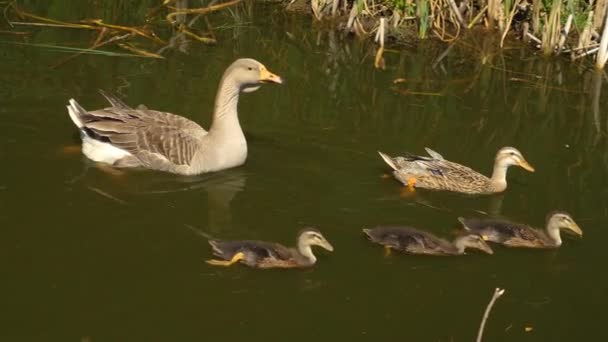 夏天阳光明媚的时候 鸭在池塘里泛滥成灾 — 图库视频影像