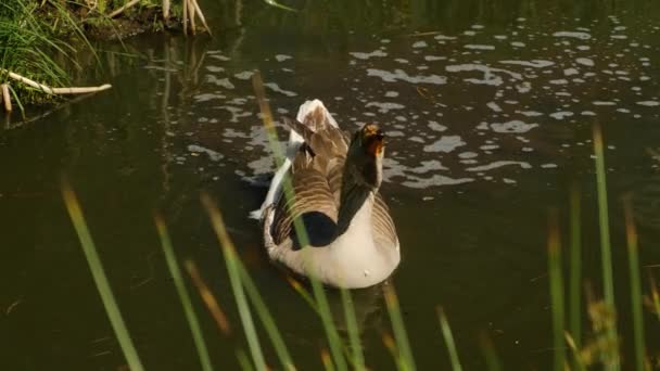 夏天阳光明媚的时候 鹅群在池塘里泛滥成灾 — 图库视频影像
