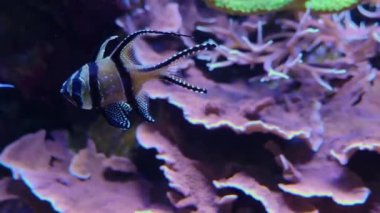 Mercan resifini balık ve karidesle kapatın.