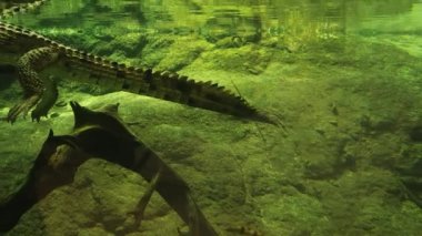 Sualtında yüzen Timsah Timsahına yaklaş.