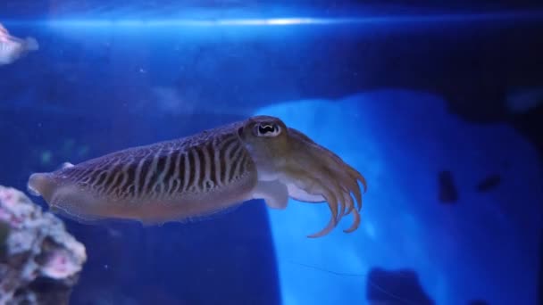 Close Cuttlefish — Vídeo de Stock