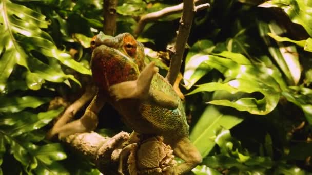 Chamäleon Aus Nächster Nähe Bewegt Sich Einem Ast Entlang — Stockvideo