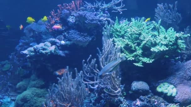 Κοντινό Πλάνο Του Κοραλλιογενή Ύφαλο Ψάρια Και Γαρίδες — Αρχείο Βίντεο