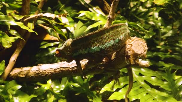 Caméléon Close Up se déplaçant le long d'une branche