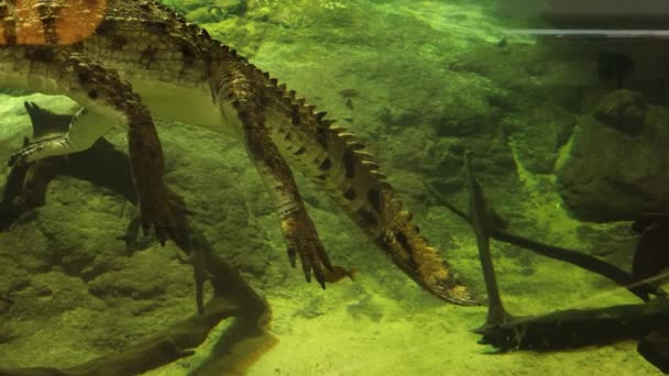 Κοντινό Πλάνο Του Κροκόδειλου Caiman Που Επιπλέει Κάτω Από Νερό — Αρχείο Βίντεο