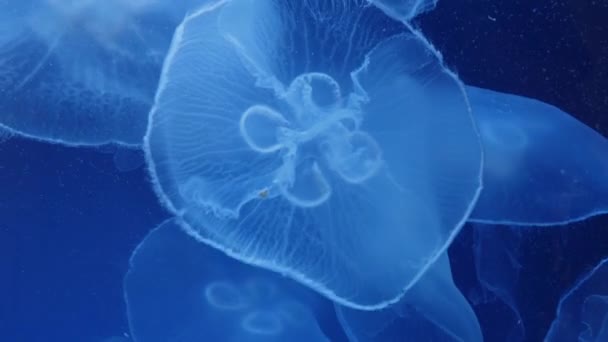 Close Moon Jellyfish — Stock Video