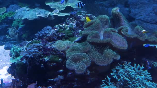 Close Recife Coral Com Peixe Camarão — Vídeo de Stock