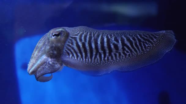 Close Cuttlefish — Vídeo de Stock