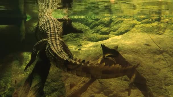 Крупный План Кайманского Крокодила Плавающего Водой — стоковое видео