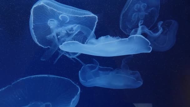 Close Moon Jellyfish — Stock Video