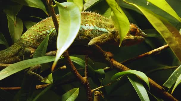Chameleon Κοντινό Πλάνο Κινείται Κατά Μήκος Ενός Κλάδου — Αρχείο Βίντεο