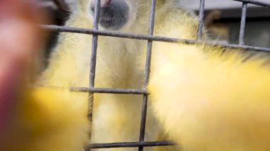 Sincap maymunu kamerayı yakalıyor..