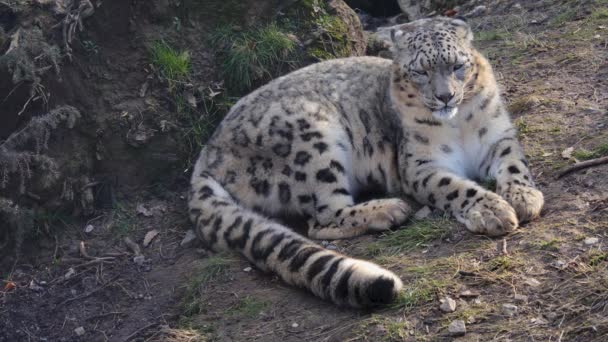 Zbliżenie Leoparda Śnieżnego Odpoczynku — Wideo stockowe