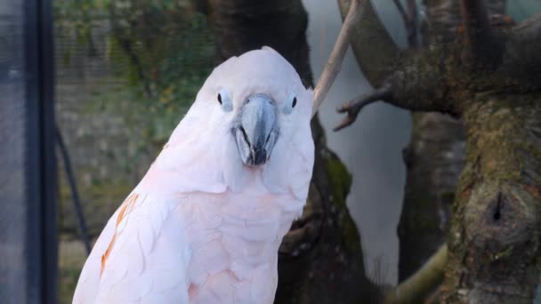 Cockatoo Parrot Close Picking Bark Tree — Stock Video